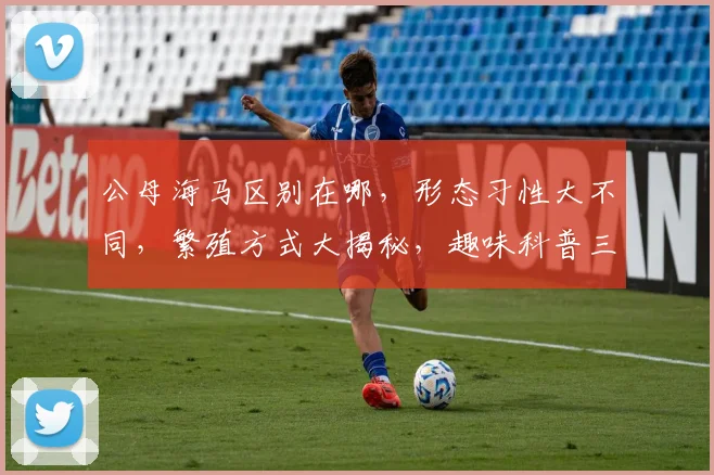 公母海马区别在哪，形态习性大不同，繁殖方式大揭秘，趣味科普三看点